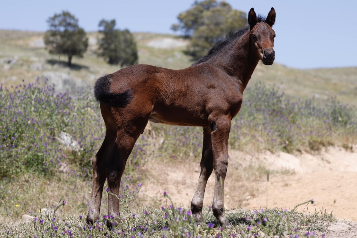 Pégase x Cascadello I x Cassini II