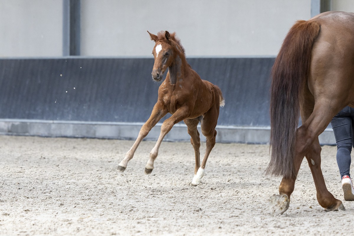 O... DE TALMA - Colore x Quaprice