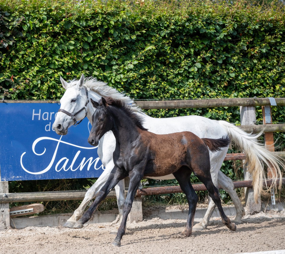 QAYTONA DE TALMA (Loveur x Stakkato)
