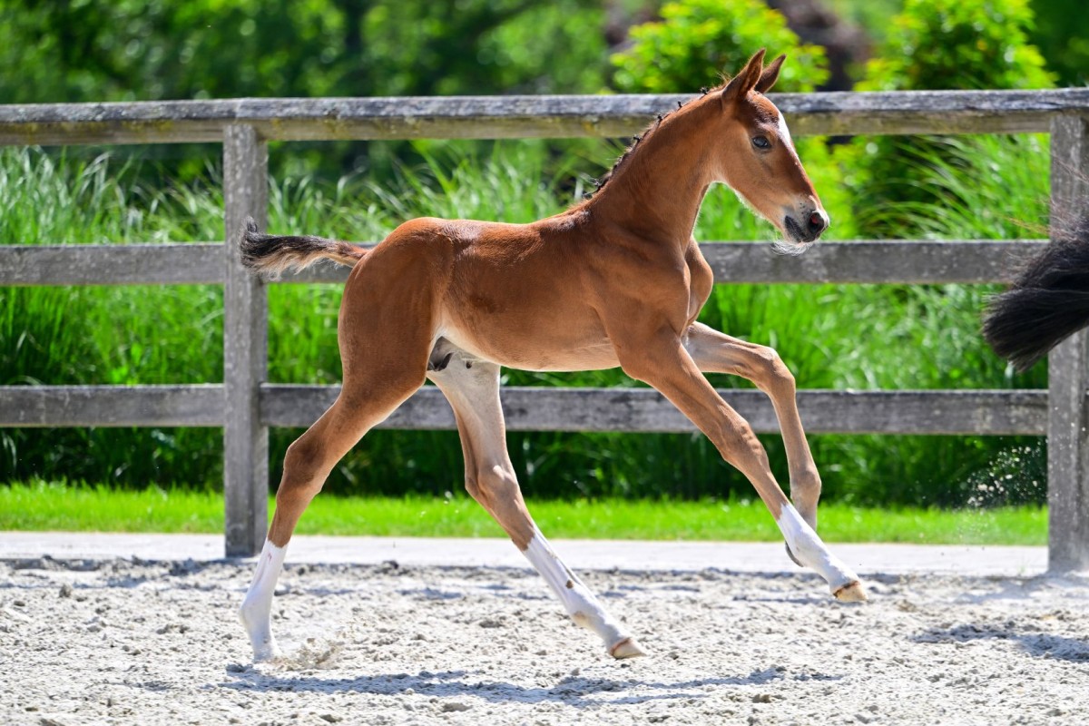 IDENTITY RT VAN KATTENHEYE Z (Impress x Comme Il Faut)