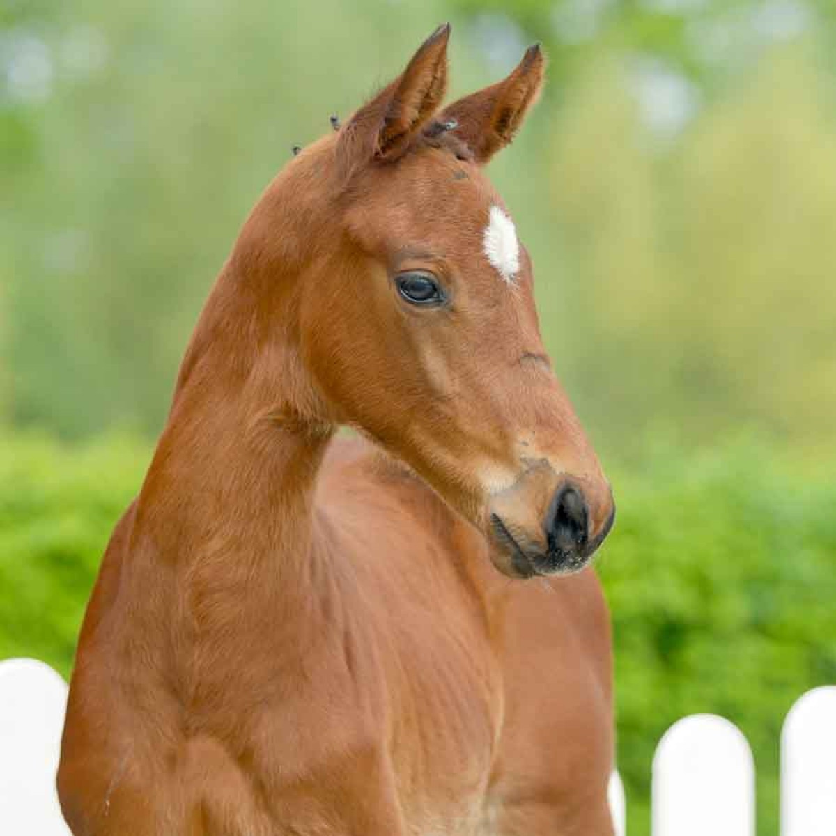 Foal - CHACLOT X NABAB X DIAMANT