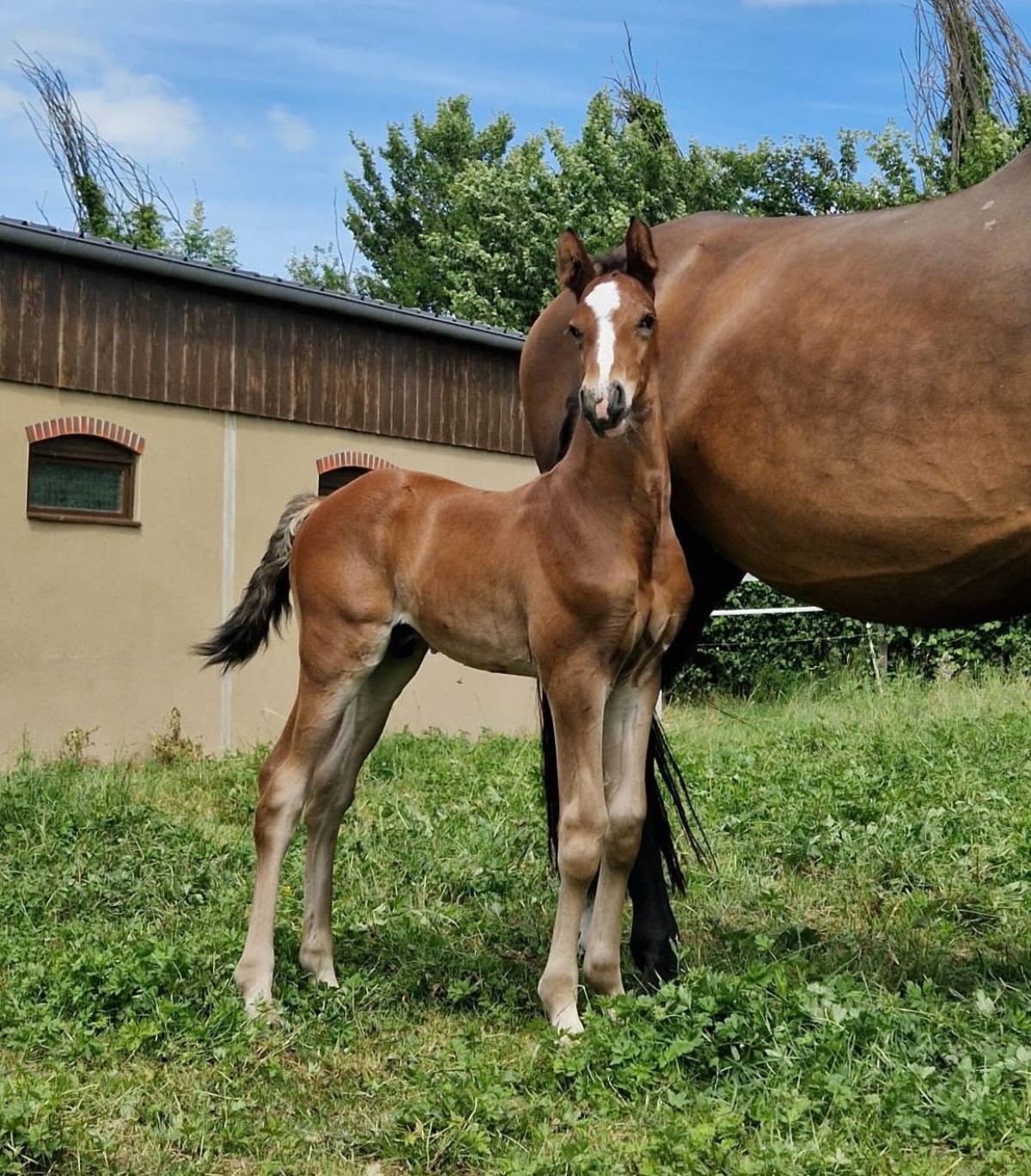 QUOLIBRI D'ARGONNE (Loveur x Canturo)