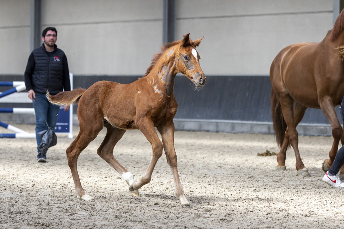 O... DE TALMA - Colore x Quaprice