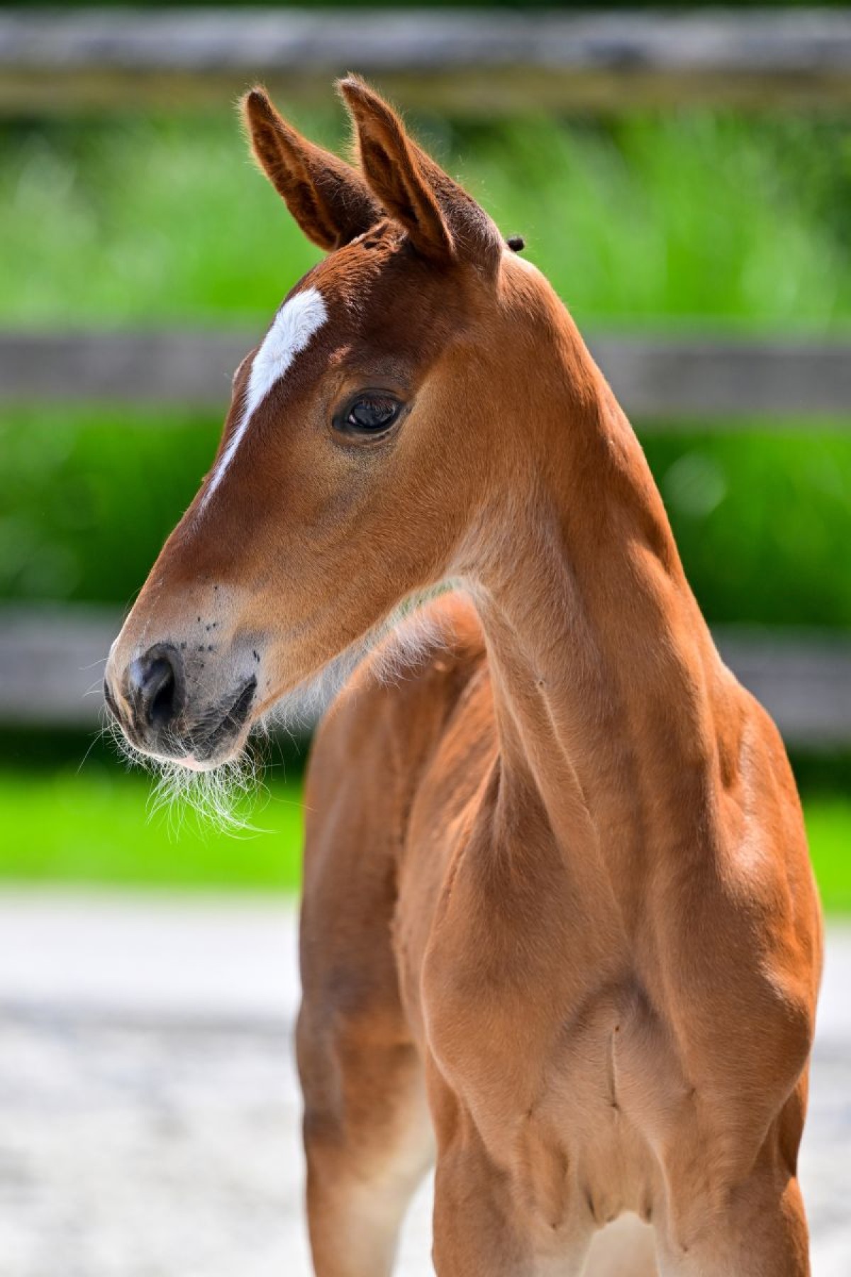 IDENTITY RT VAN KATTENHEYE Z (Impress x Comme Il Faut)