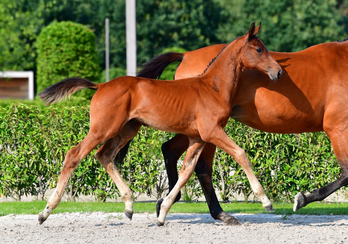 CEO VAN'T BERGSKE Z - CHACLOT X QUELLE LADY JT Z (QUIDAM DE REVEL)