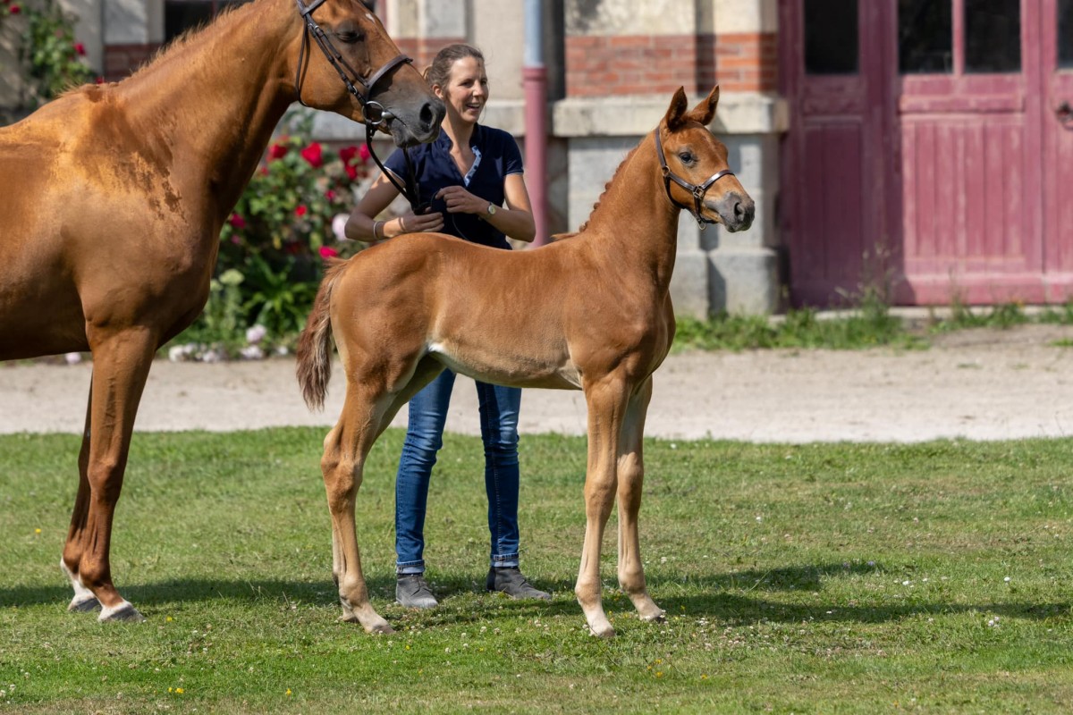 NAKIA DE BUCAILLE _ Joli Coeur x Ecume du Marais (Vegas du Thot)