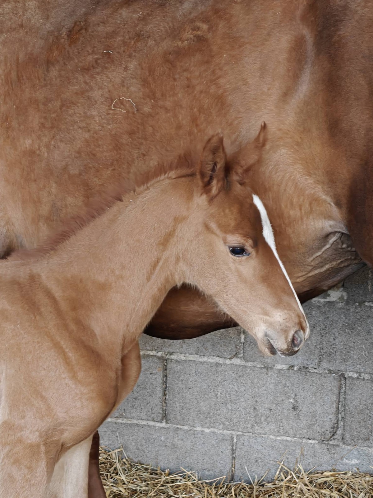 Qolette de Troteval (Memphis de Kermor x Armitages Boy)