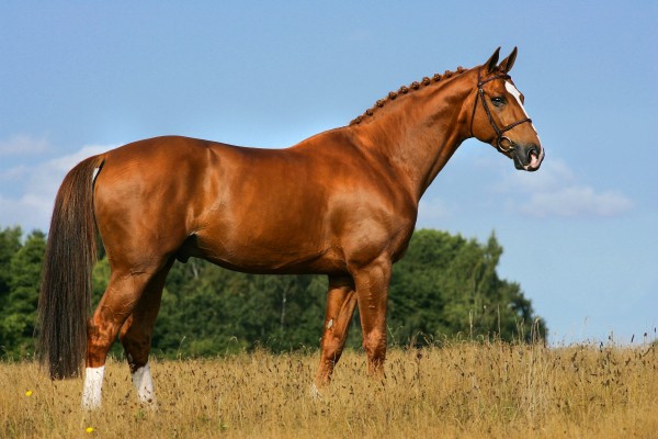 Image de cheval