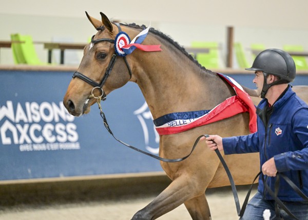 Horse picture