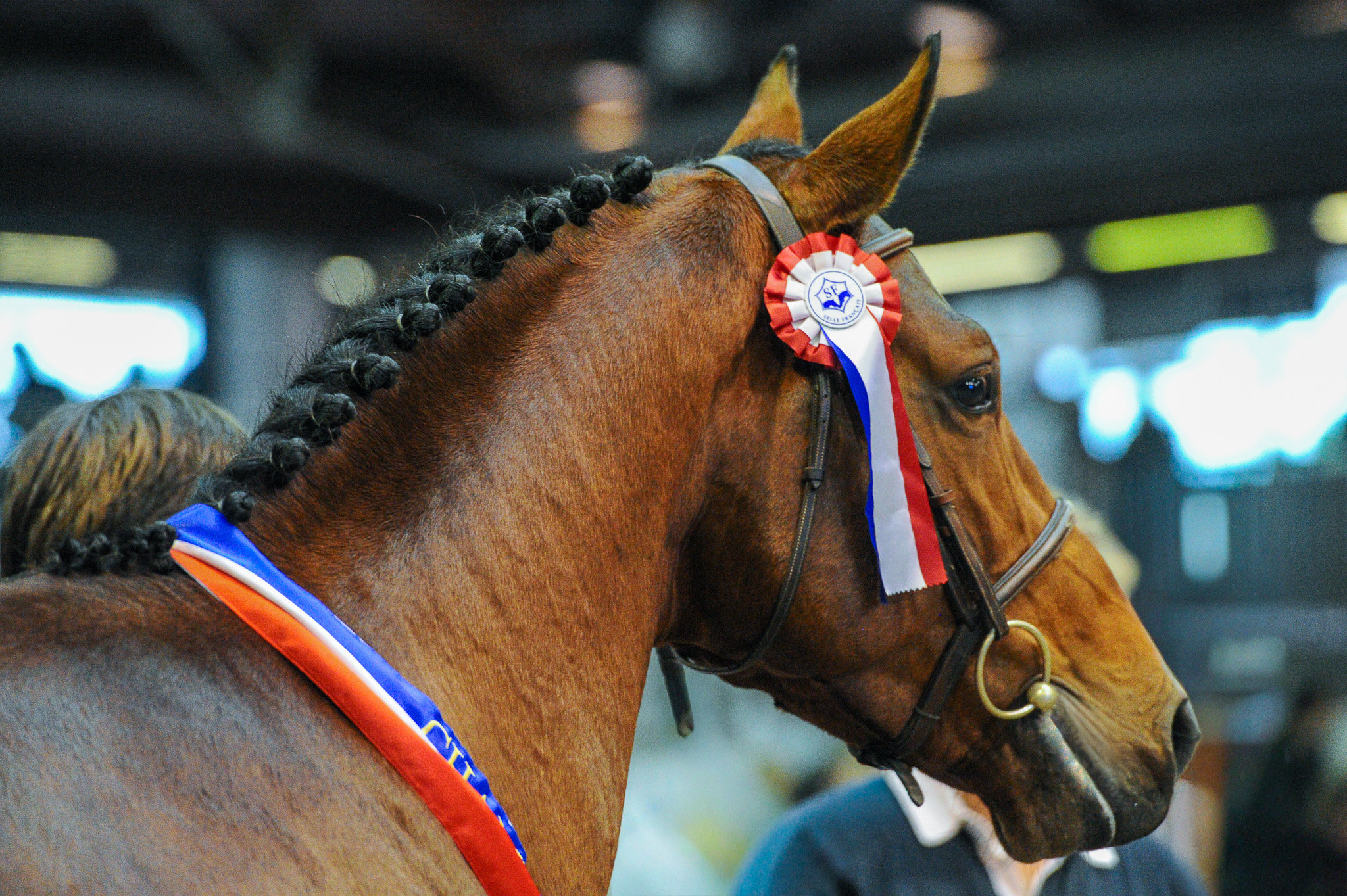 Horse picture