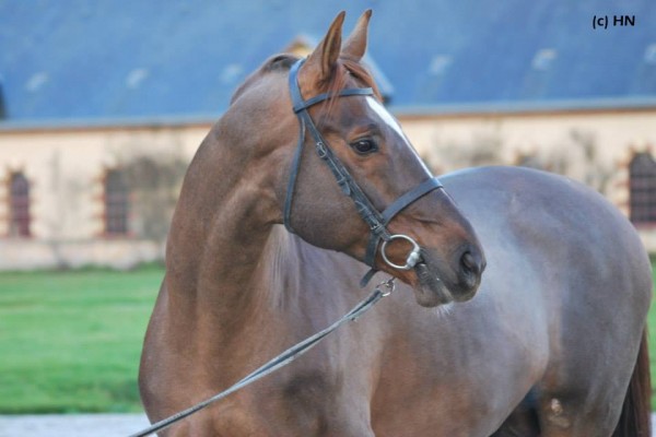 Horse picture